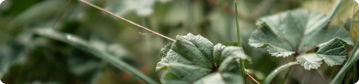 hippocratus-fiche-metier-naturopathe-plantes-mauve-sylvestre