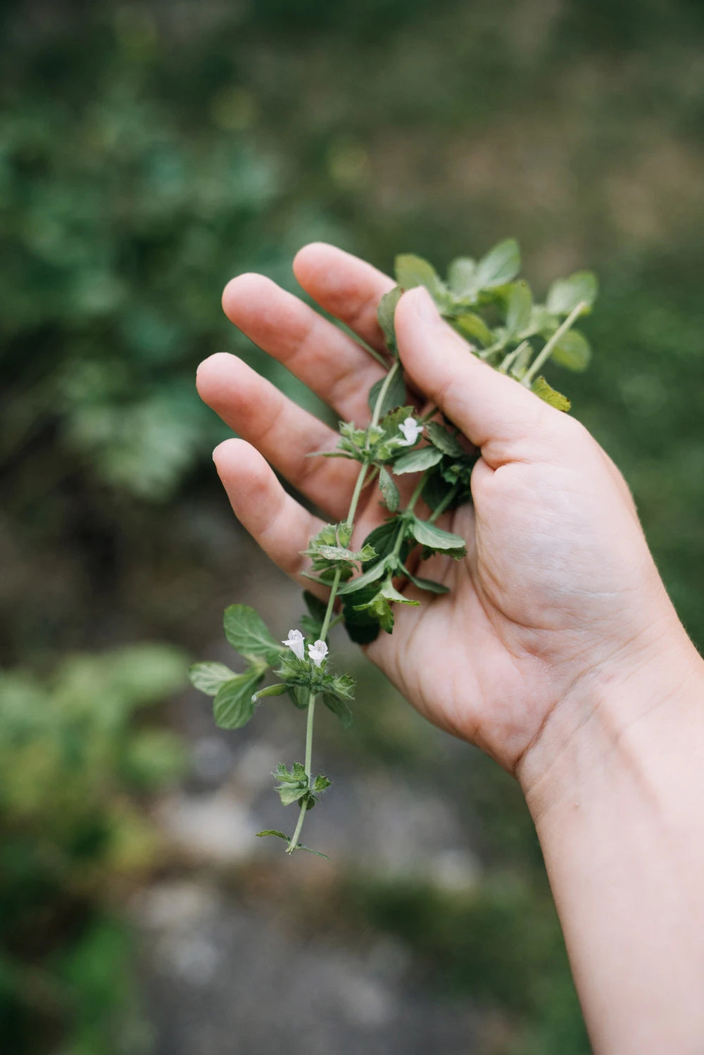 hippocratus-formation-competence-phytotherapie-plantes-medicinales-main