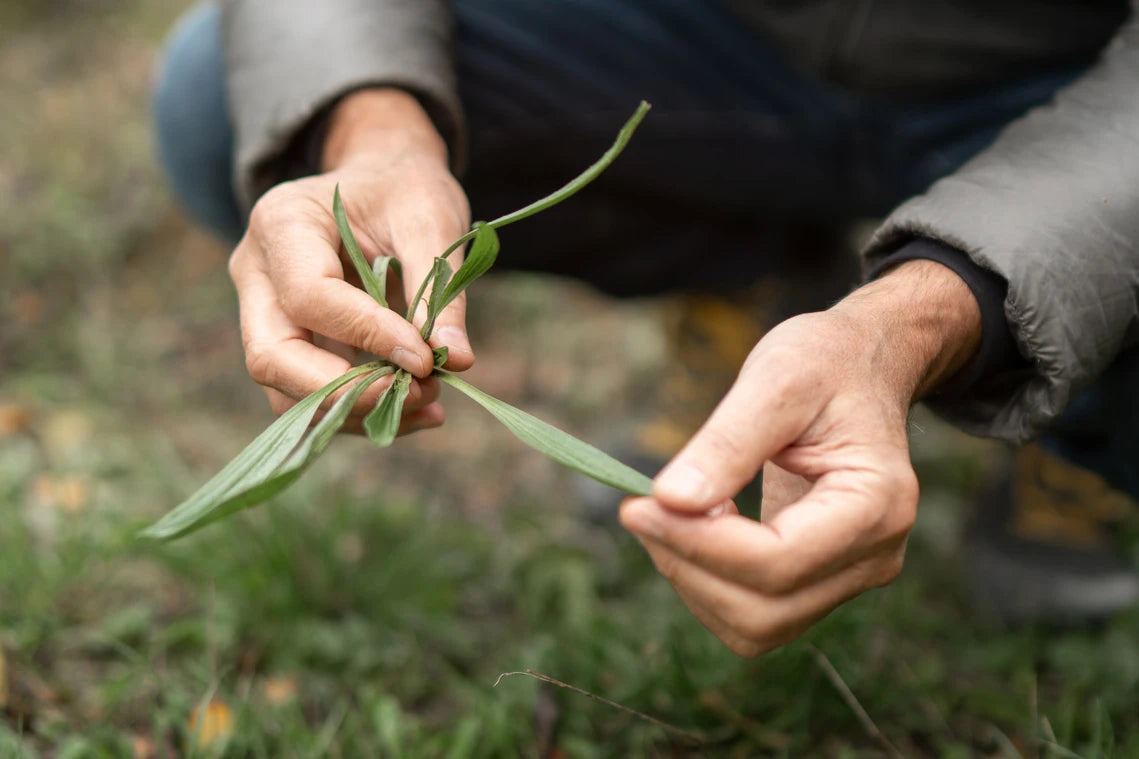 hippocratus-qui-sommes-nous-expertise-accessibilite-plante-mains-plantain-lanceole