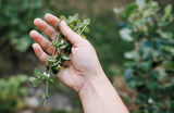 hippocratus-formation-competence-phytotherapie-plantes-medicinales-main